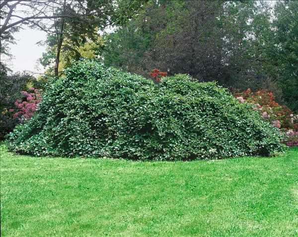 Fagus sylvatica
