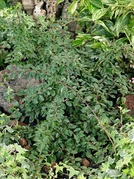 Cotoneaster dammeri Major