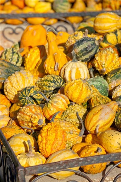 Cucurbita pepo Indy Mix