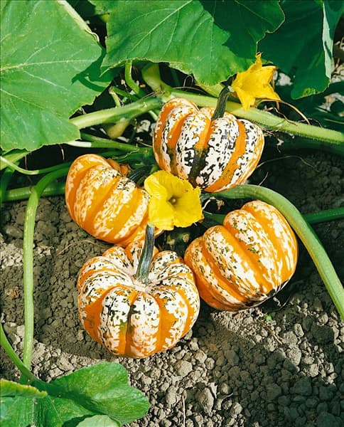 Kürbis/Cucurbita pepo FESTIVAL