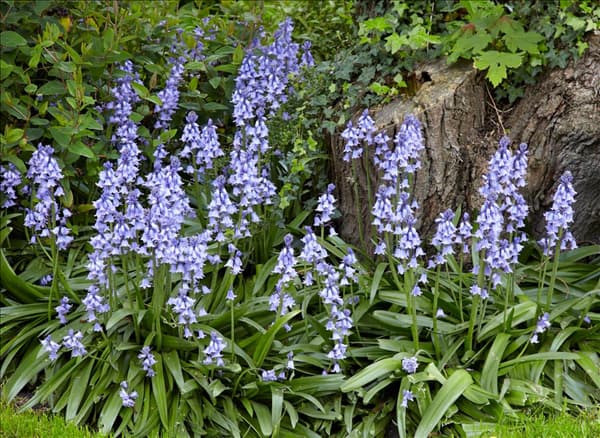 Hyacinthoides hispanica subsp. hispanica