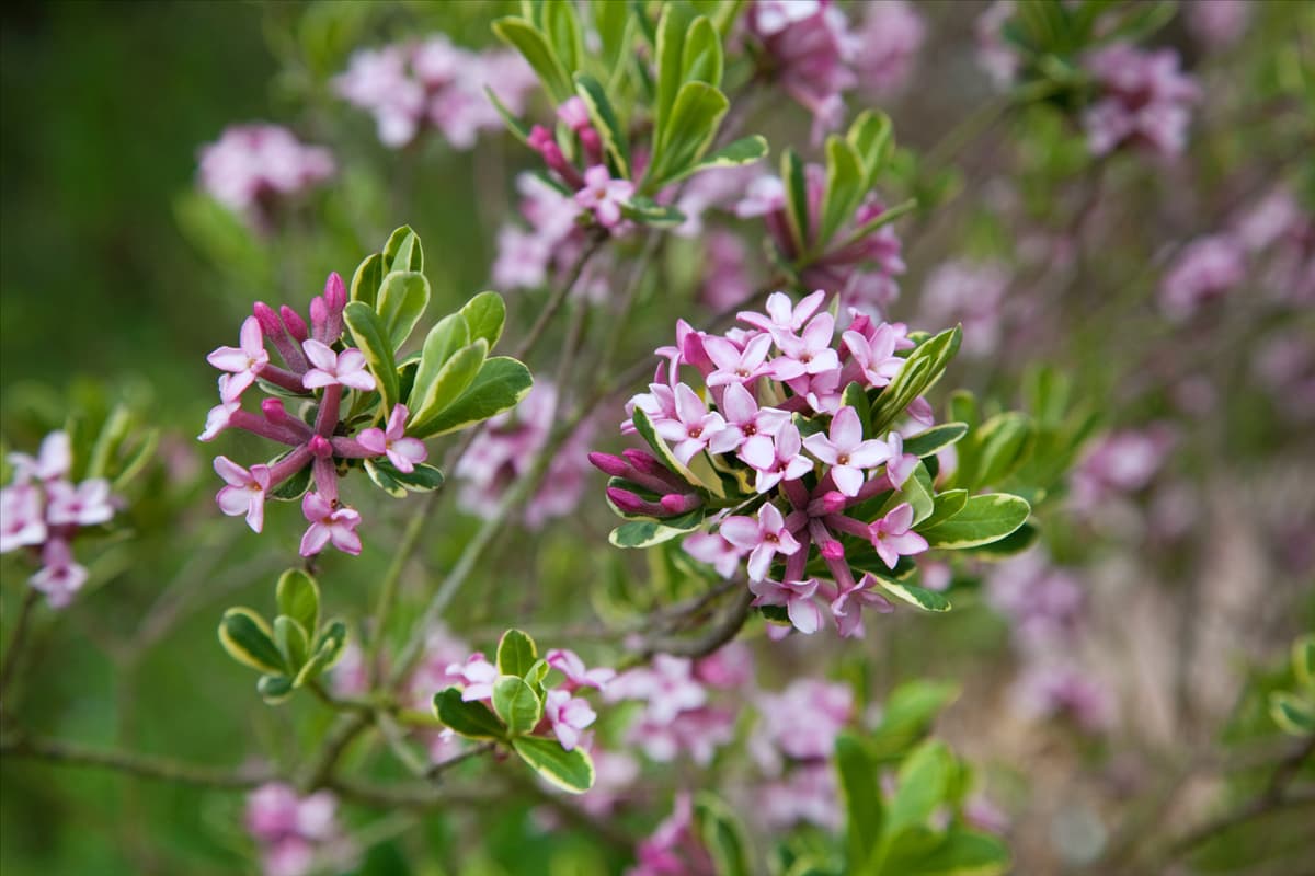 Daphne x burkwoodii Astrid
