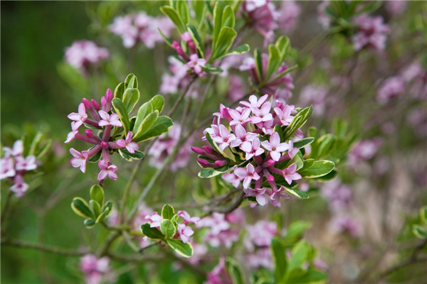 Daphne x burkwoodii