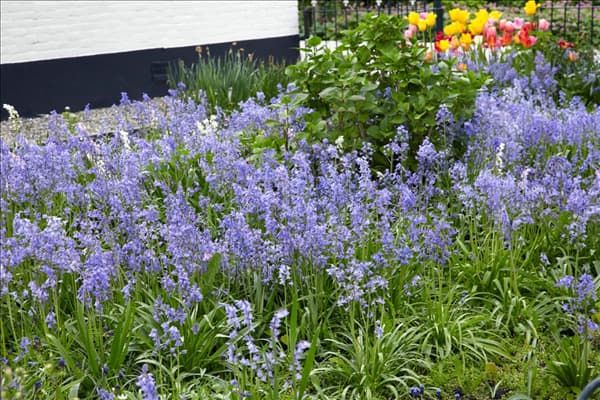 Hyacinthoides hispanica subsp. hispanica