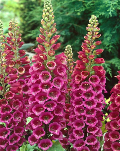 DIGITALIS PURPUREA