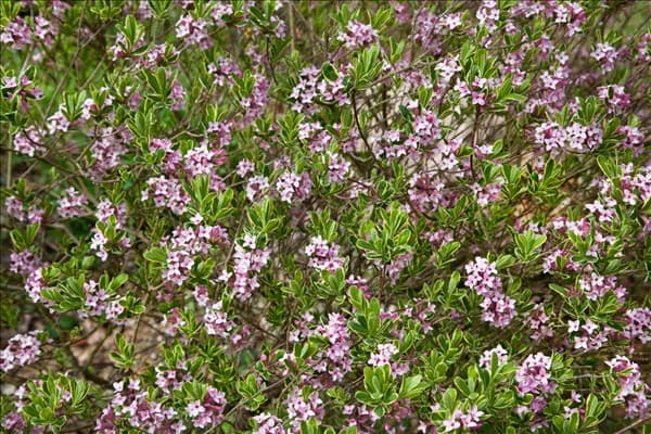Daphne x burkwoodii Astrid