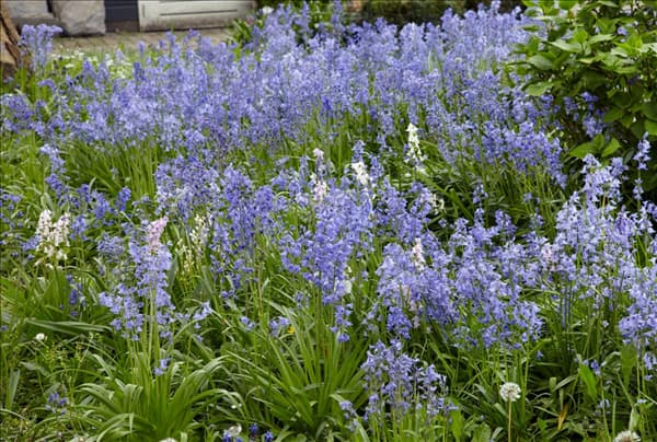 Hyacinthoides hispanica subsp. hispanica
