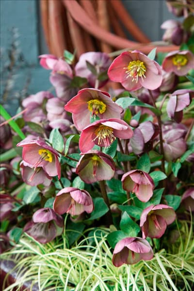 Helleborus x ericsmithii Penny's Pink