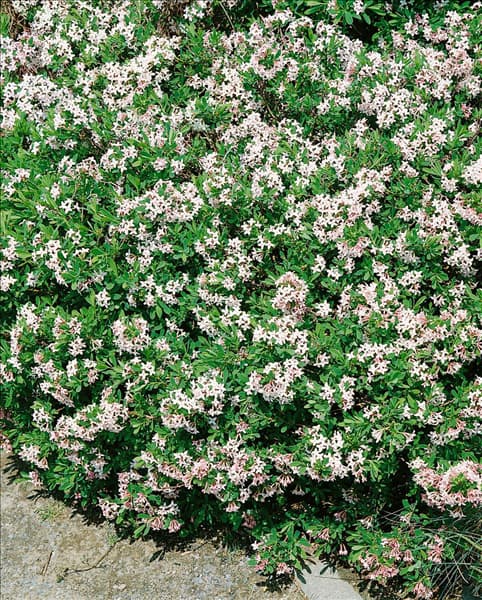 Daphne x burkwoodii