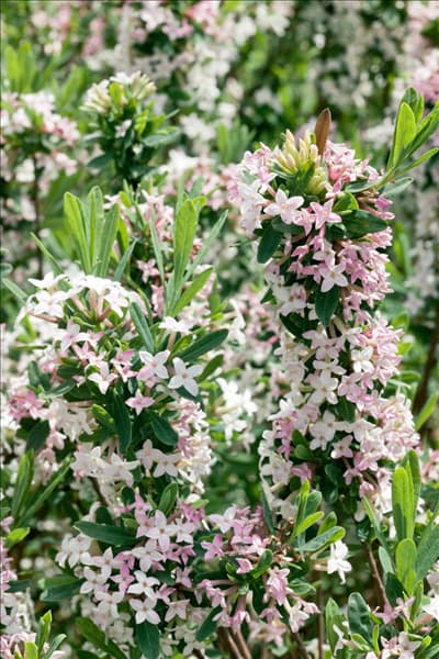 Daphne x burkwoodii Green on Green