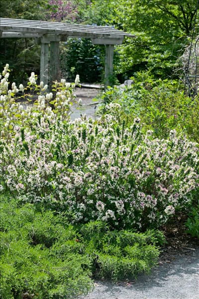 Daphne x burkwoodii Green on Green