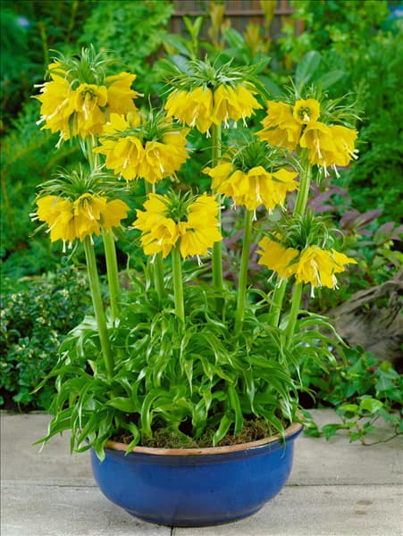 Fritillaria imperialis Lutea im Topf