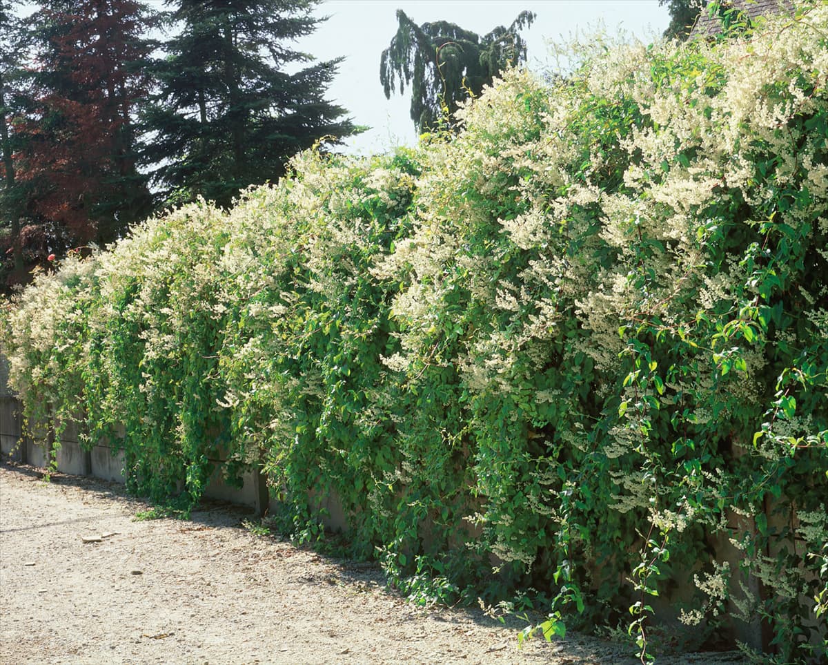 Fallopia aubertii