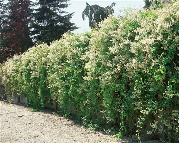 Fallopia aubertii