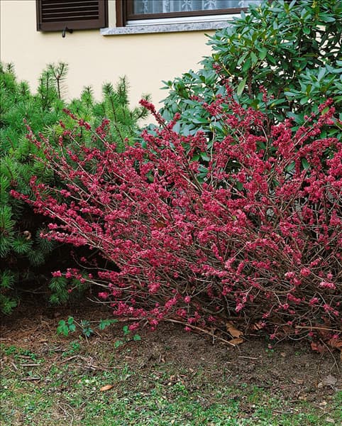 DAPHNE X BURKWOODII SOMERSET