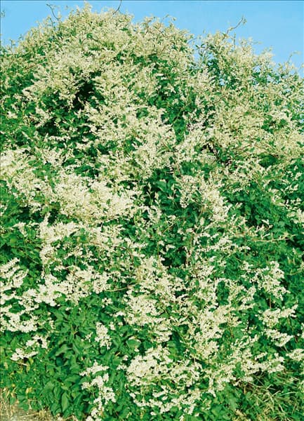 Fallopia aubertii