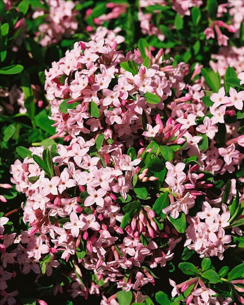 DAPHNE BURKWOODII
