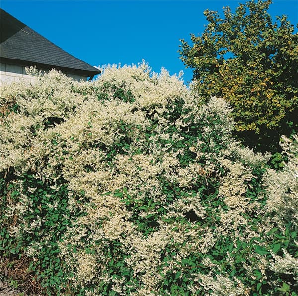 Fallopia aubertii