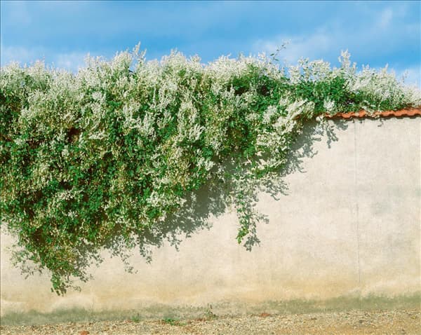 Fallopia aubertii