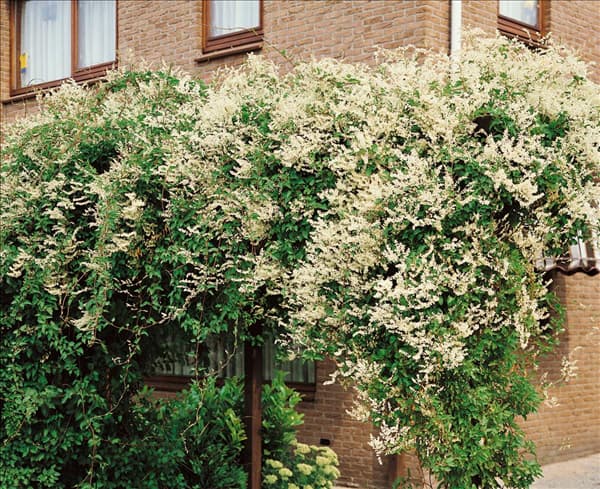 Fallopia aubertii