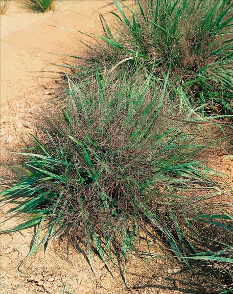 Eragrostis spectabilis