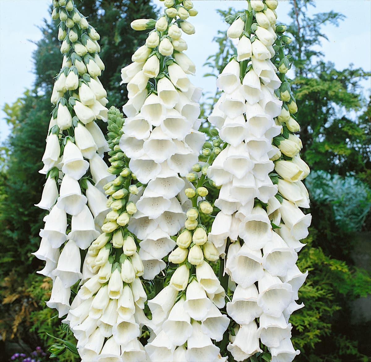 DIGITALIS PURPUREA ALBA