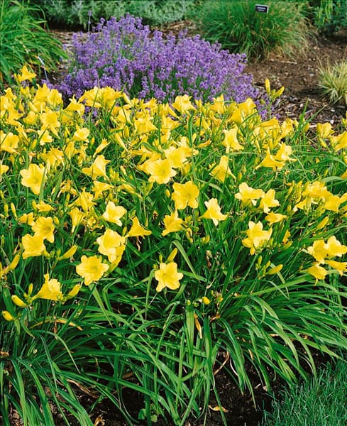 HEMEROCALLIS HAPPY RETURNS