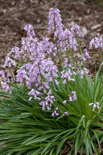 Hyacinthoides hispanica