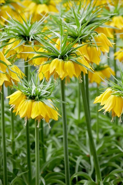 Fritillaria imperialis 'Maxima Lutea'
