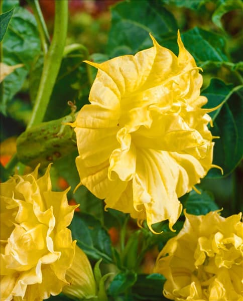 Datura metel Ballerina Yellow