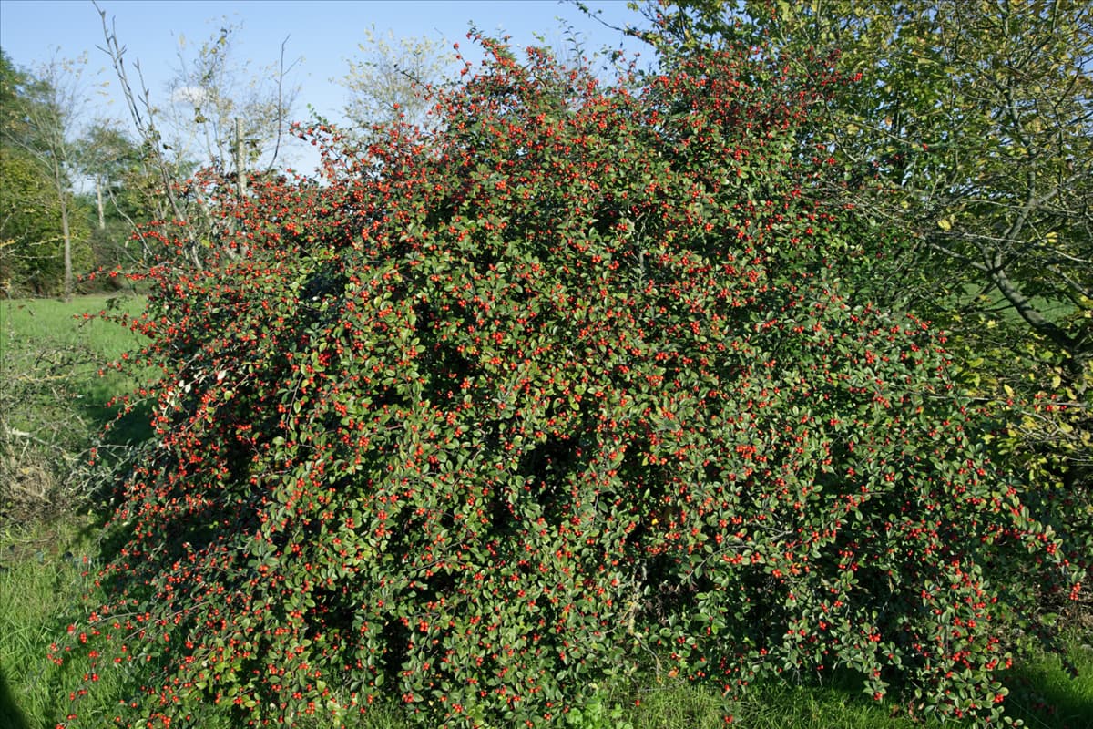 Cotoneaster franchetii