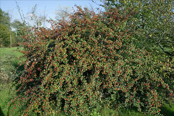 Cotoneaster franchetii