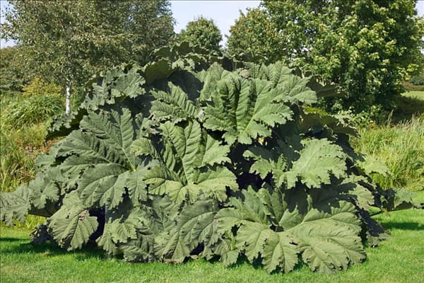 Gunnera manicata