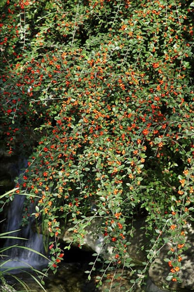 Cotoneaster franchetii