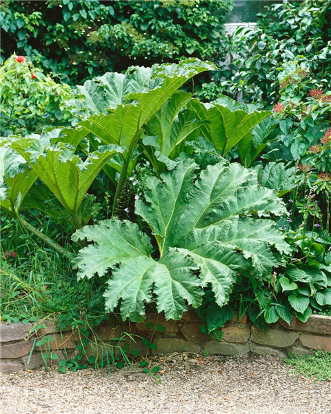 GUNNERA manicata (Syn: G. brasiliensis)