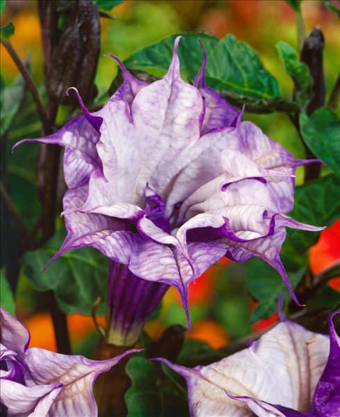 Datura metel Ballerina