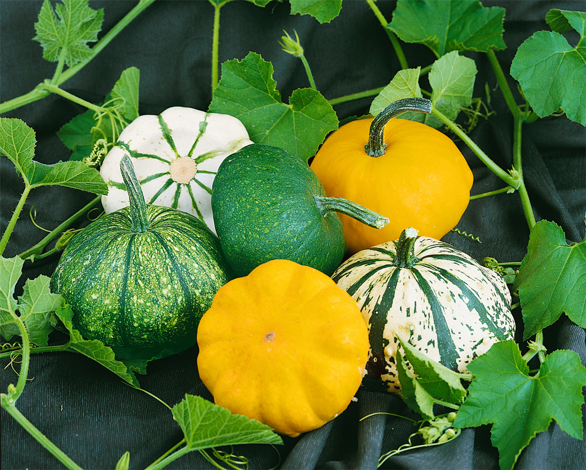 Kürbis / Cucurbita pepo var. patissonini mixed