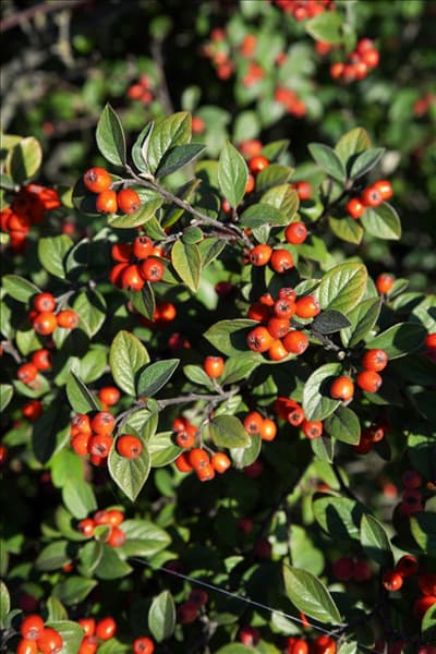 Cotoneaster franchetii