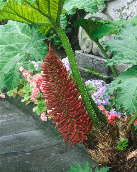 GUNNERA manicata / flower (Syn: G. brasiliensis)