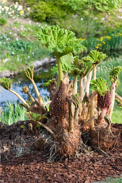 Gunnera manicata