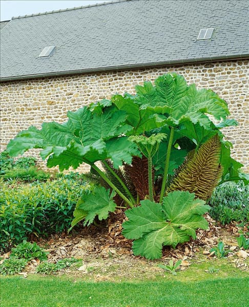 Gunnera manicata
