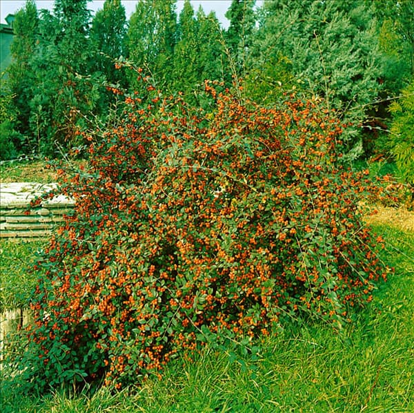 Cotoneaster franchetii