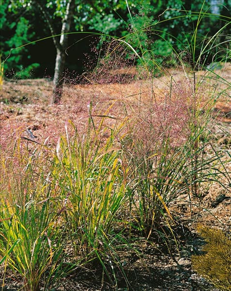 Eragrostis trichodes