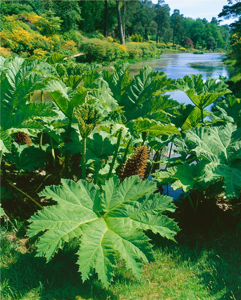 GUNNERA manicata (Syn: G. brasiliensis)