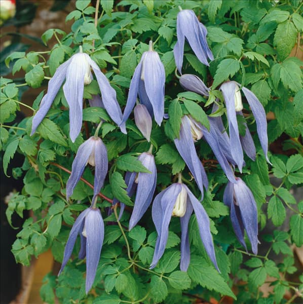Clematis alpina Francis Rivis