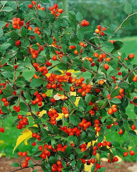 COTONEASTER FRANCHETII /DETAIL