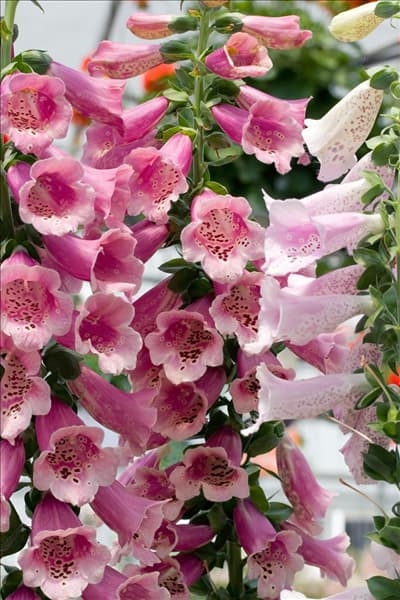 Digitalis purpurea Camelot Mischung