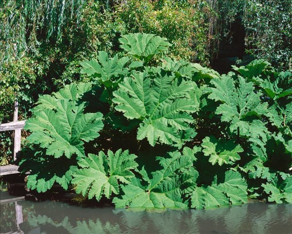 Gunnera manicata