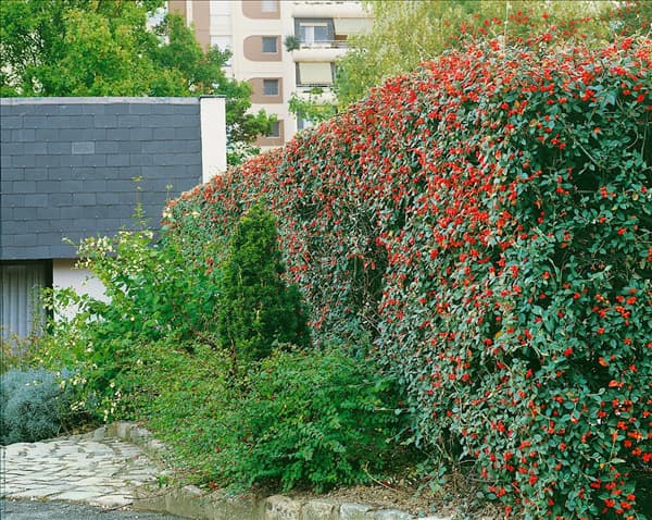 Cotoneaster franchetii