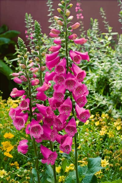 Digitalis purpurea Camelot Lavender